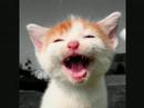 lachende katzen - laughing cats