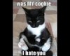 Very Funny Cats 13