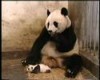 Baby Panda Bear Sneezes - Scares Mother