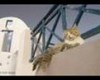 Naljakad kassid - Funny cats