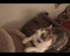 Cat sings "We wish you a merry Christmas"