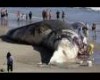 World's Biggest Animal