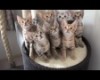 Hypnotized funny Kittens! Brilliant