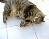 Cico fat cat
