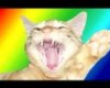 Singing Kitty