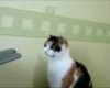 Printer Scares Cat, Cat Fights Back