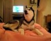 Husky Dog Talking - " I love you "