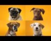 Doggie Dentures - PEDIGREE® DENTASTIX® Commercial