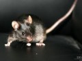 must hiir