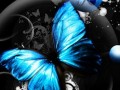 sinine liblikas