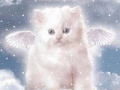 ingel kitty