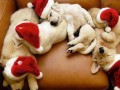 christmas dogs